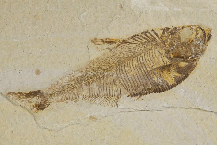 Detailed Fossil Fish (Diplomystus) - Wyoming #318614